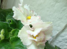 DSC04972