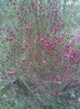 Cytisus 05.05.2012