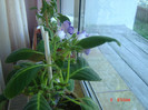 flori 005