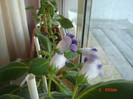 flori 006