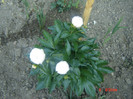 bujori