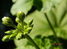 DSCN0293