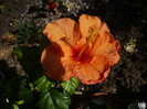 P1130264