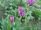 Pasarele.2012 065