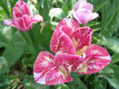 Pasarele.2012 021