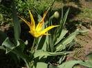 Pasarele.2012 026