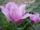 Pasarele.2012 062