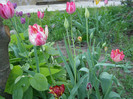 Pasarele.2012 063