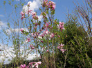 Pasarele.2012 027
