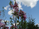 Pasarele.2012 029