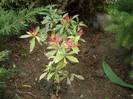 Pasarele.2012 034