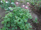 Pasarele.2012 047