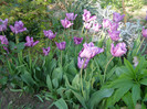 Pasarele.2012 050