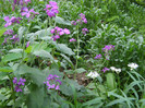 Pasarele.2012 057