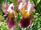 Pasarele.2012 080