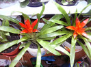 Guzmania lingulata rosu , aprilie 2012