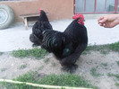SL376327
