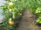 SDC12230