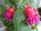 Fuchsia Gillian