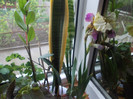 flori diverse:irisi in 2 culori,narcise, zambile albe dungate,caldaruse,hibi goarna,hortemnsie,plama