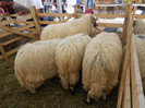 DSCN1961