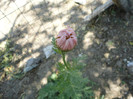 Margarete colorate(prima inflorire)