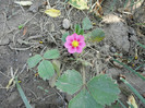 DSC04601