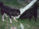 romania aprilie 2012 135