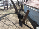romania aprilie 2012 012