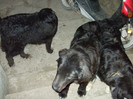 romania aprilie 2012 034