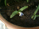 9 mai 2012-flori 008