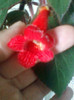 kohleria...?