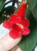 9 mai 2012-flori 016