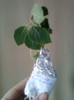 episcia cu picatele(kohleria ?)