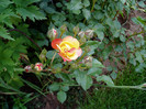 P1010086