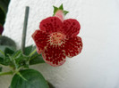 kohleria clytie