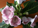 Gloxinia1 (3)