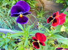 DSCN4550