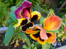 DSCN4551
