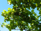 DSCN4558