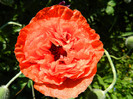 DSCN4563