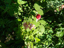 DSCN4566
