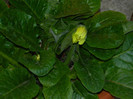DSCN4582