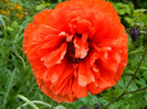 DSCN4596