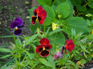 DSCN4606