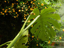 DSCN4640