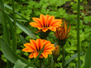 DSCN4649