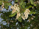 DSCN4695