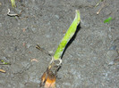 DSCN4722 banan