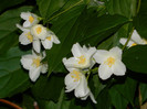 DSCN4729